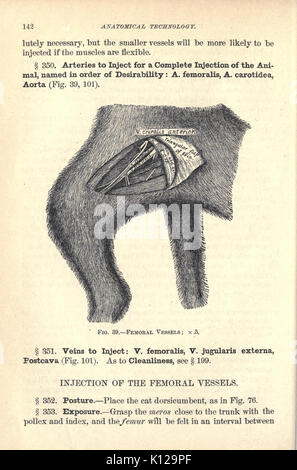 Anatomical technology as applied to the domestic cat (Page 142) BHL21763847 Stock Photo