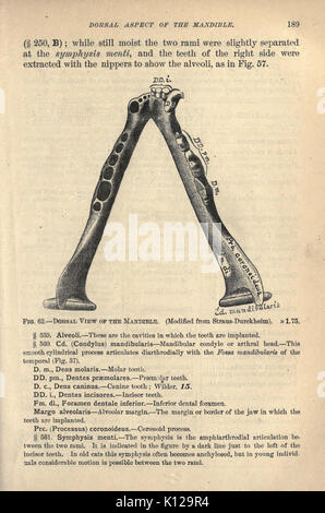 Anatomical technology as applied to the domestic cat (Page 189) BHL21763894 Stock Photo