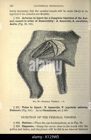 Anatomical technology as applied to the domestic cat (Page 142) BHL20808788 Stock Photo