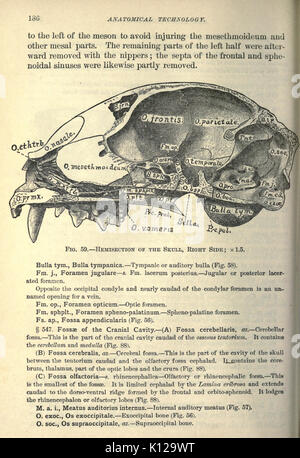 Anatomical technology as applied to the domestic cat (Page 186) BHL20808832 Stock Photo