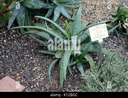 Aloe sinkatana   Botanischer Garten   Heidelberg, Germany   DSC01328 Stock Photo