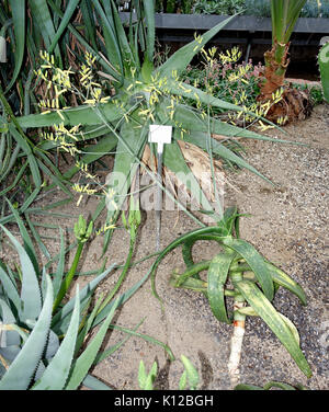Aloe niebuhriana   Botanischer Garten   Heidelberg, Germany   DSC01335 Stock Photo