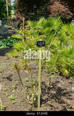 Ailanthus altissima (Ailanthus giraldii)   Savill Garden   Windsor Great Park, England   DSC06110 Stock Photo