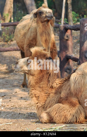 Bactrian camels have two humps rather than the single hump of their ...