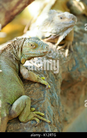 Green Iguanas are diurnal, arboreal, and are often found near water. Stock Photo
