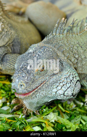 Green Iguanas are diurnal, arboreal, and are often found near water. Stock Photo