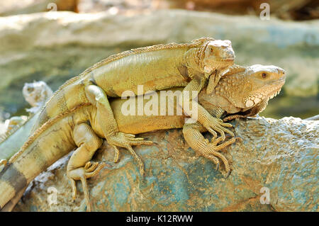 Green Iguanas are diurnal, arboreal, and are often found near water. Stock Photo