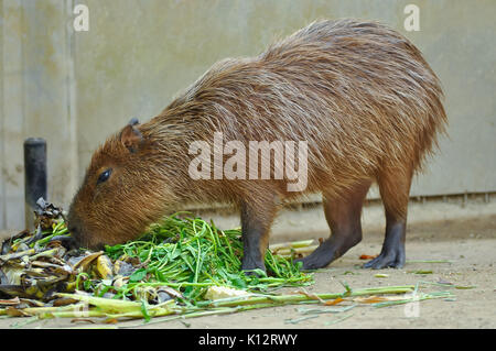 The capybara is the largest rodent in the world, followed by the beaver, porcupine and mara. Stock Photo