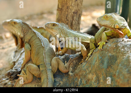 Green Iguanas are diurnal, arboreal, and are often found near water. Stock Photo