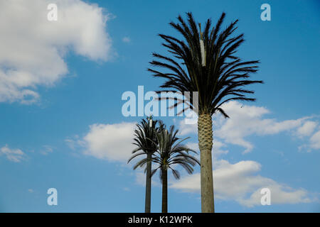 Mobile phone masts are disguised in fake palm trees at Marrakech in Morocco.  Photograph : © Luke MacGregor +44 (0) 79 79 74 50 30  luke macgregor@hot Stock Photo