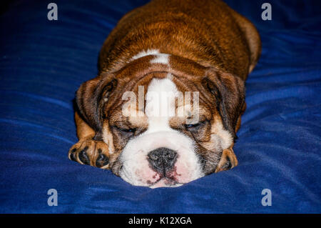 A beautiful, red English / British bulldog male puppy with a white mask, fast asleep on a blue blanket.