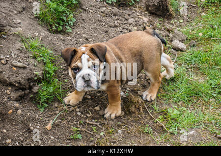 A beautiful, eleven weeks old, red English / British bulldog male puppy with a white mask, playing in the garden, with soil on his nose. Stock Photo