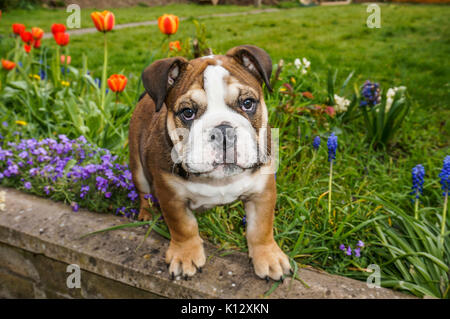A beautiful, eleven weeks old, red English / British bulldog male puppy with a white mask, standing on a garden wall looking into the camera. Stock Photo