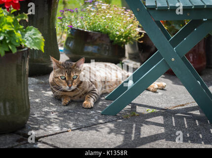 bengal male cat in the blue background Stock Photo - Alamy