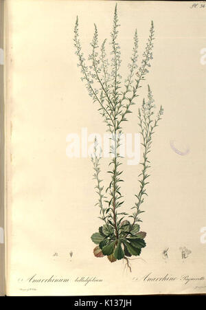 Anarrhinum bellidifolium   Flore portugaise... vol. 1   t. 32 Stock Photo