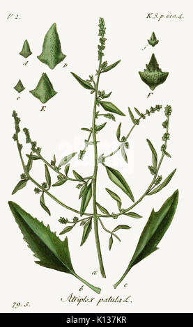 Atriplex patula   Deutschlands flora in abbildungen nach der natur   vol. 18   t. 29 Stock Photo