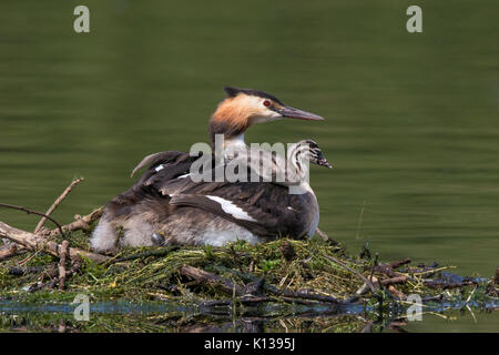 female Great Crested Grebe (Podiceps cristatus) sitting on nest with a chick resting on her back Stock Photo