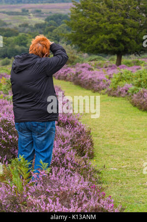 Woman photographing ling heather, Calluna vulgaris, and ferns at Mogshade Hill, New Forest National Park, Hampshire, England UK in August summer Stock Photo