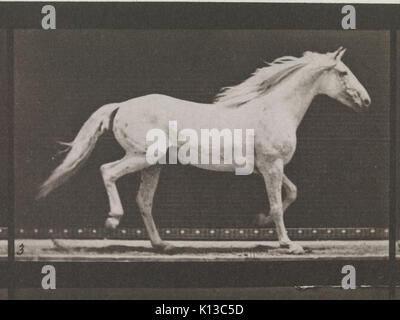 Animal Locomotion. An Electro Photographic Investigation of Consecutive Phases of Animal Movements. Commenced 1872   Completed 1885. Volume IX, Horses MET DP275249 Stock Photo