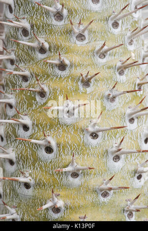 Pachypodium lamerei trunk with large thorns. Madagascar palm trunk and thorns pattern Stock Photo