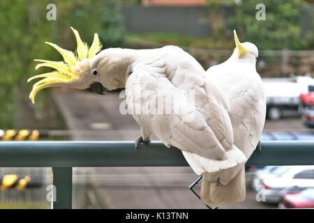 Two amorous Australian Sulphur Crested Cockatoos flirting close-up walking on a balcony rail with their crests on display. (Photo Series). Gosford. Stock Photo