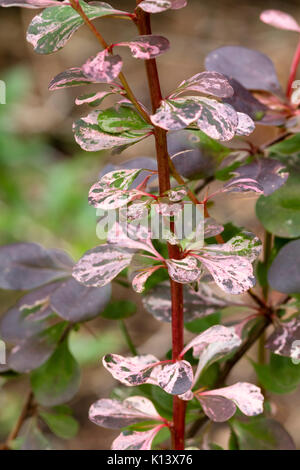 Mottled leaves on a branch of the hardy small shrub, Berberis thunbergii f. atropurpurea 'Harlequin' Stock Photo