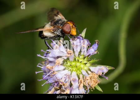 Pellucid hoverfly, Volucella pellucens, feeding on the fading flowers in the head of Devil's bit scabious, Succisa pratensis Stock Photo