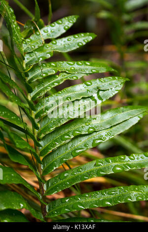 Leaf covered in water droplets from waterfall mist Stock Photo