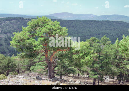 Albarracin mountain range. Scots pine forest. Lookout of Sierra Alta summit (1.856 m), in the village of Bronchales (Province of Teruel - Spain). Stock Photo