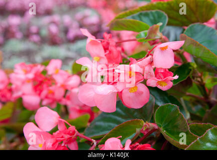 A close up of pink begonias in the flowerbed. Stock Photo