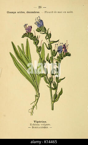 Atlas de poche des plantes des champs, des prairies et des bois (PLATE 26) (6021994455) Stock Photo