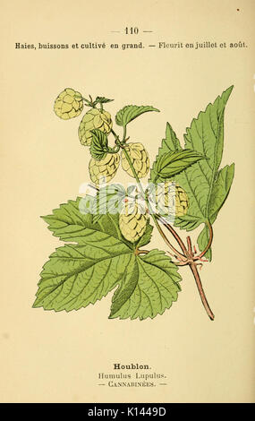 Atlas de poche des plantes des champs, des prairies et des bois (PLATE 110) (6022036657) Stock Photo