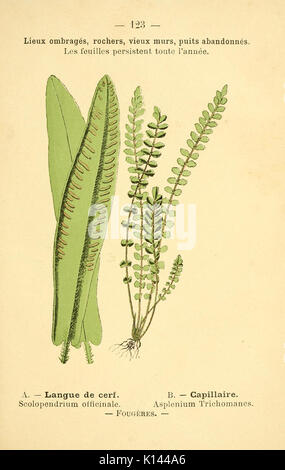 Atlas de poche des plantes des champs, des prairies et des bois (PLATE 123) (6022598248) Stock Photo