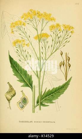 Billeder af nordens flora (Plate 202) (6028838379) Stock Photo