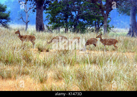 Herd of Chital Spotted Deer at Kanha National Park Stock Photo