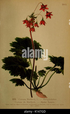 Atlas de la flora alpine (Pl. 332) (6389265323) Stock Photo
