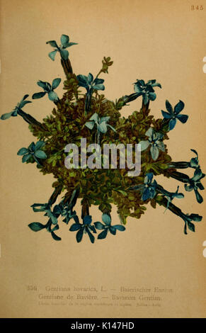 Atlas de la flora alpine (Pl. 356) (6389277997) Stock Photo