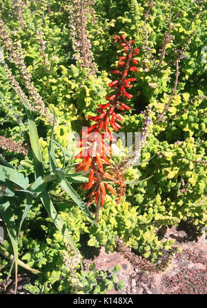 Aloe tenuior var rubriflora   inflorescence Stock Photo