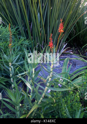 Aloe tenuior var rubriflora   Kirstenbosch Botanical gardens Stock Photo