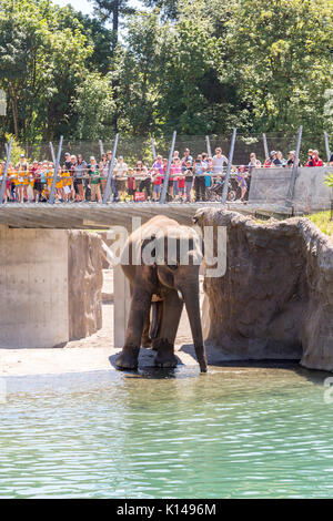 Elephant standing at the Portland Oregon zoo Stock Photo