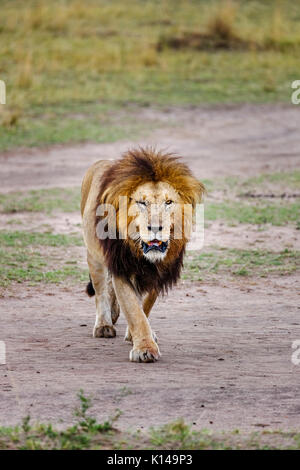 Solitary male Mara lion (Panthera leo) with injured eye purposefully walks towards the camera, in morning light, Masai Mara, Kenya Stock Photo