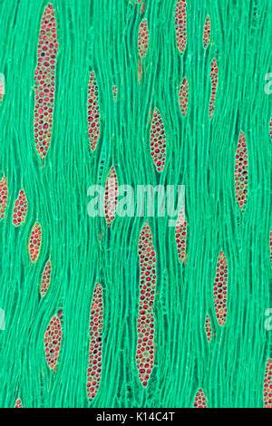 Albizia julibrissin (Persian silk tree, pink silk tree) brightfield photomicrograph, Stock Photo