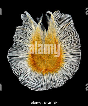 Eccremocarpus scaber seed, the Chilean glory-flower or Chilean glory creeper, darkfield photomicrograph Stock Photo