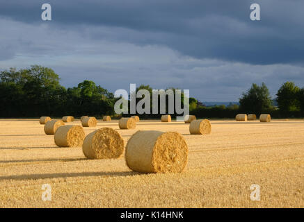 Straw bales in a wheat field after harvest Stock Photo
