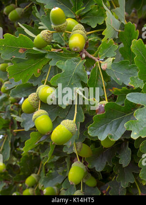 Oak Quercus robur Acorns in autumn Stock Photo