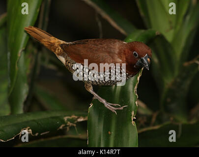 Male South East Asian Scaly Breasted Munia Or Spotted Munia Lonchura Punctulata A K A Nutmeg Mannikin Or Spice Finch Stock Photo Alamy