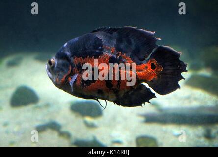 Tiger Oscar or Oscar Tiger Fish (Astronotus ocellatus)  a.k.a velvet or marble Cichlid. Stock Photo