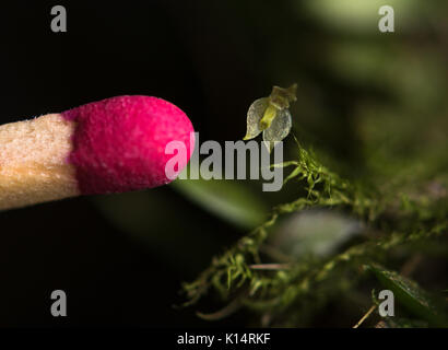Wild micro orchid (Barbrodria miersii) from the Atlantic Rainforest. Size comparison with common fire match. Stock Photo