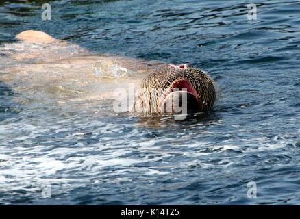 Skull of walrus (Odobenus rosmarus), Manitoba Museum, Winnipeg, Manitoba,  Canada Stock Photo - Alamy