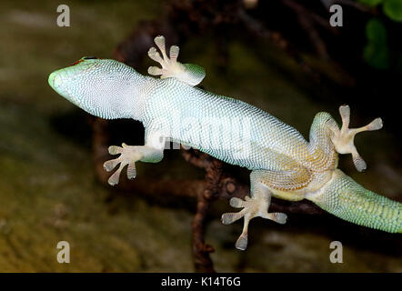 Close-up of a Green Madagascar Day Gecko (Phelsuma madagascariensis) with foot sticking to a glass window pane with its adhesive toe pads Stock Photo